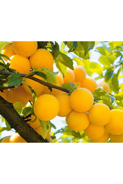 Алича великоплідна Гек у саду в липні